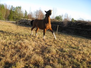 Busig Alice i sjukhagen