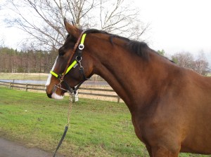 Vackraste, underbara Alice på promenad!