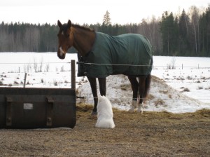 Två kompisar - Dacke & Ludde