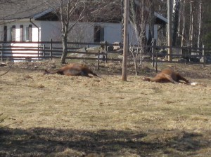 Trötta hästar i vårsolen!