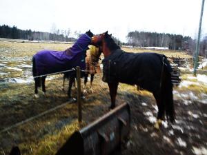 Galna Dacke Dummerjöns biter sönder Blixtens täcke!