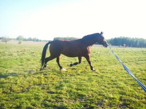 Alice, dock inte från dagens longering utan från den 9 maj