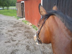 Barbacka på bästa Alice