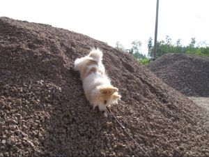 Gizmo leker i gruset