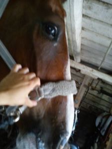 Alice från dagen :)