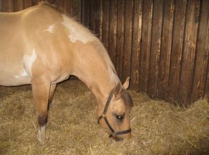 Olle som mumsar på halmen :)