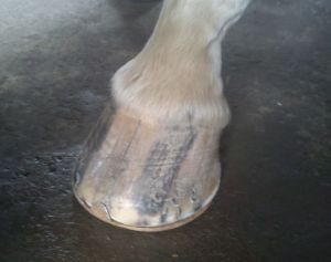 Min första tappskoning på Alice :)