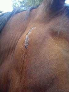 Alice har slagit sig - igen!!