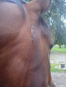 Alice har slagit sig - igen!!