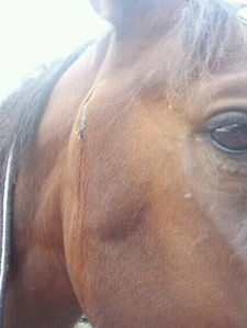 Alice har slagit sig - igen!!