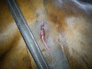 Alice har slagit sig - igen!!