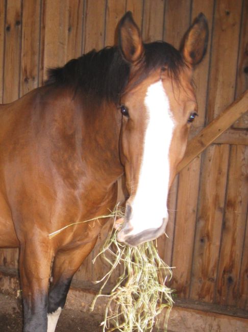 Alice mumsar på hö :)