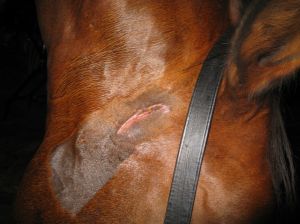 Alice sår - bild från idag