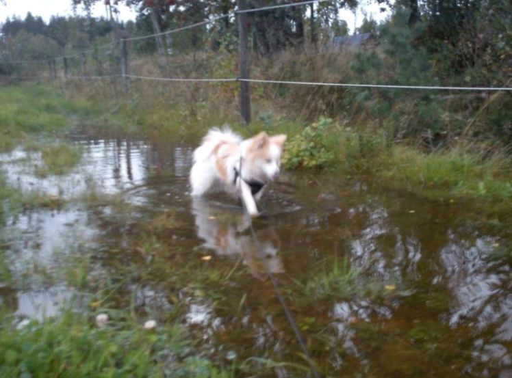 Plaskande bushund!
