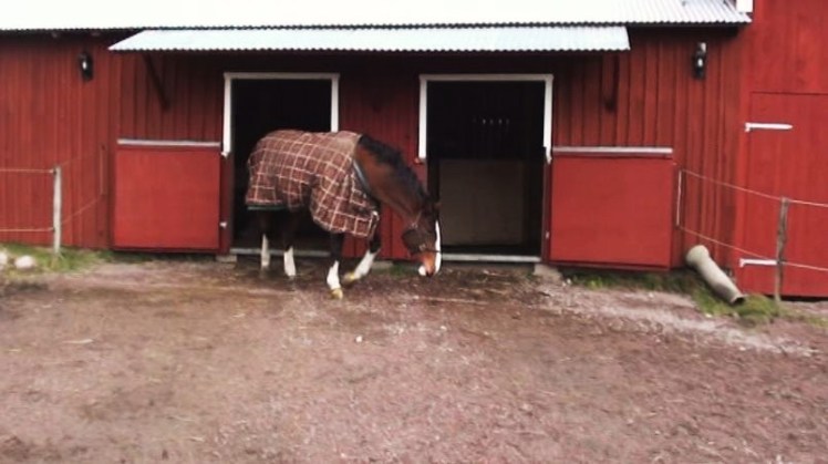 Uppgrusat utanför stallet