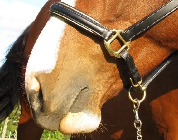 Alices mun utan bett