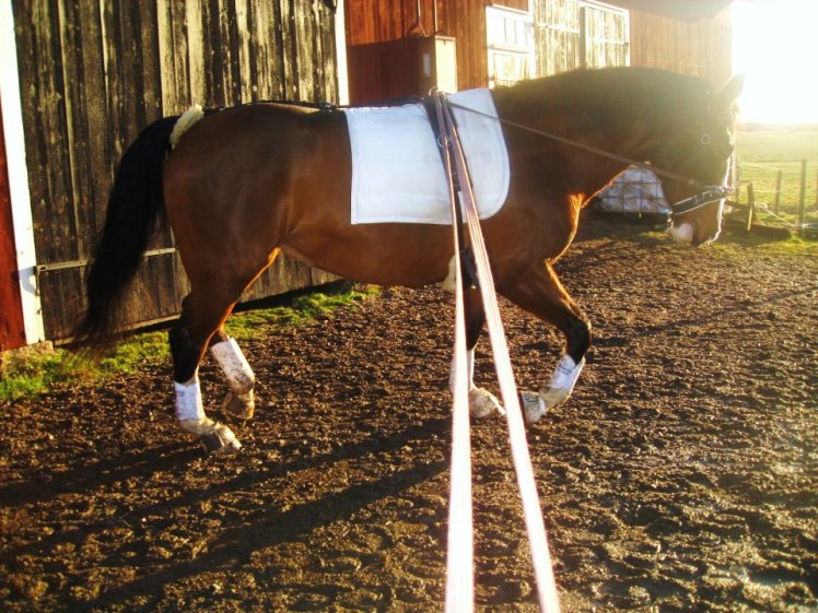 Alice tömkörning 11 jan 2012