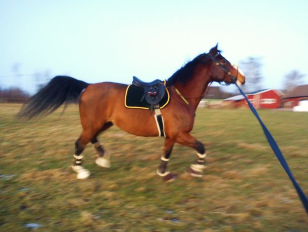 KLICKA HÄR FÖR ATT SE VIDEOSNUTTEN!