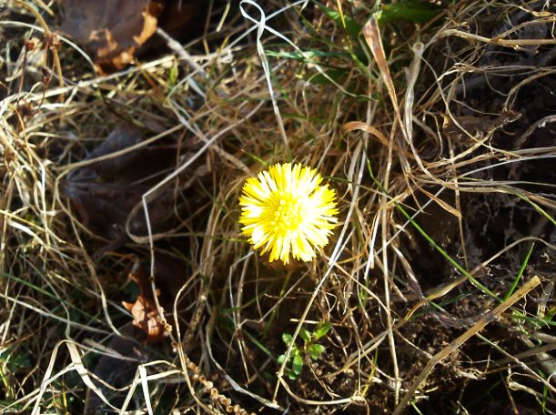 Tussilago här hemma på gården