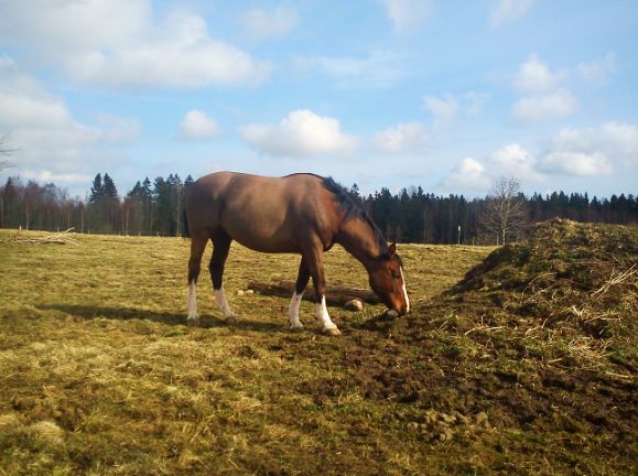 Det finns inte mycket till gräs ännu, men det som finns ska noppas av!