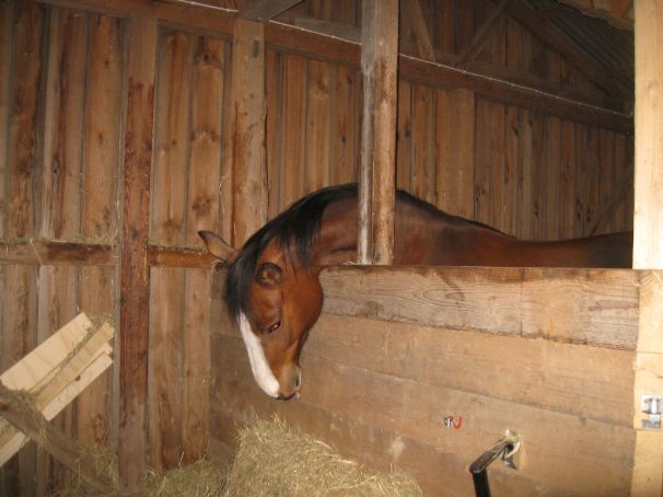 Kollar om det finns mer lättillgängligt käk