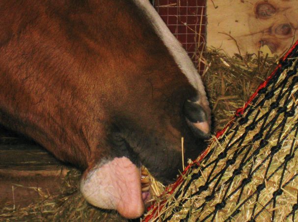 Får kämpa för maten