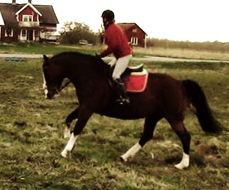 Alice & jag tränar terränghoppning 3 maj 2012