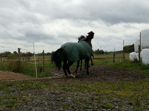 20120927_133529-1.jpg image