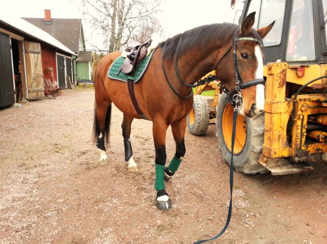 Alice gillar inte att stå still!