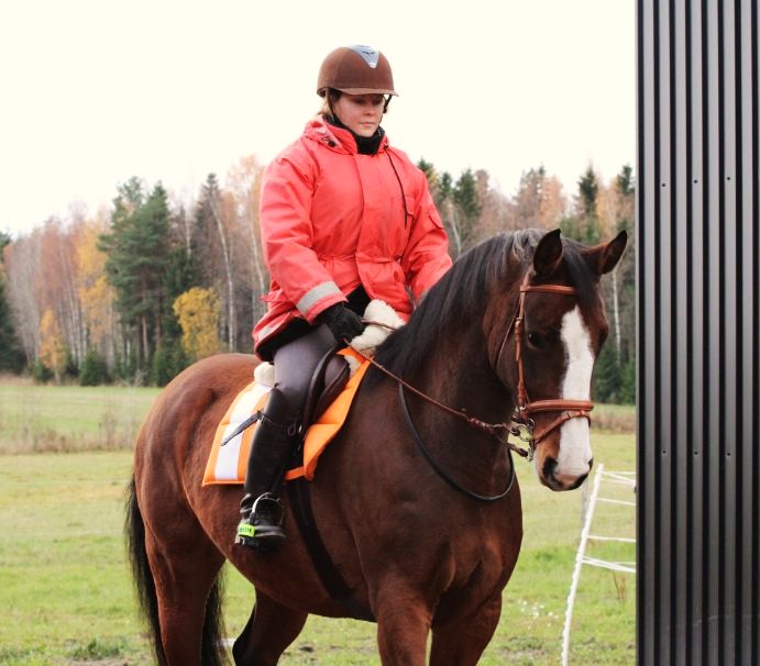 Underbart söta, gulliga häst!