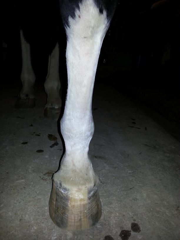 Svullnaden börjar gå ner!