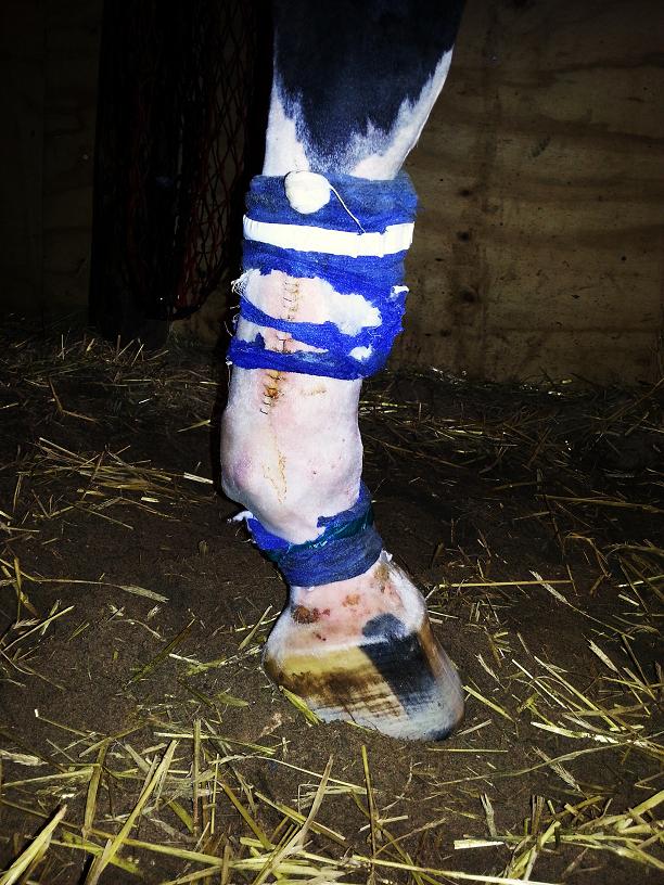 Trasigt bandage efter operation