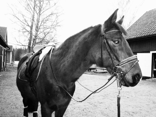 Raggig i all björnpäls. Han måste klippas!