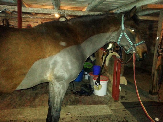 Kolla skillnaden på buklinjen! Snacka om tjock päls!