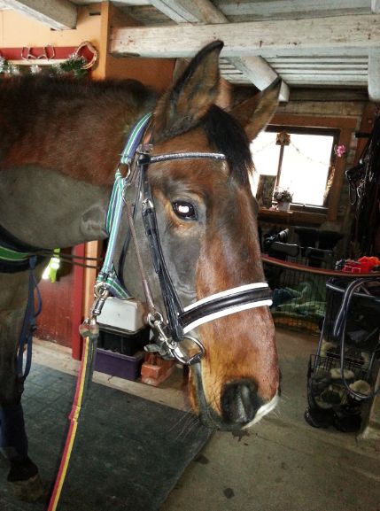 Stübbenträns med Kieffernosgrimma och Catago-pannband