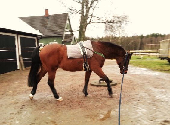 Longering med chambon