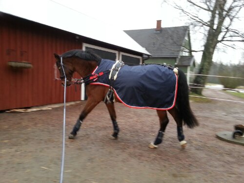 Longering med inspänningstyglar Longering med inspänningstyglar