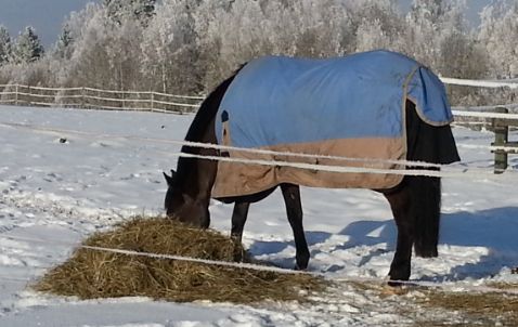 Det är lugnare i hagen där de är själva och de behöver ju inte fajtas om maten heller, vilket är skönt.