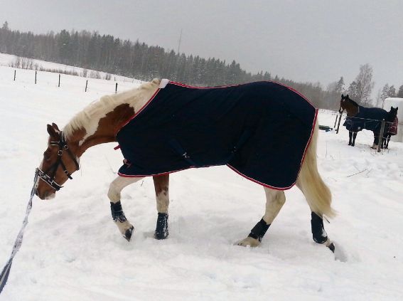 Fina Dingo iklädd Bucas kapson, Showmaster täcke och Börjes damasker