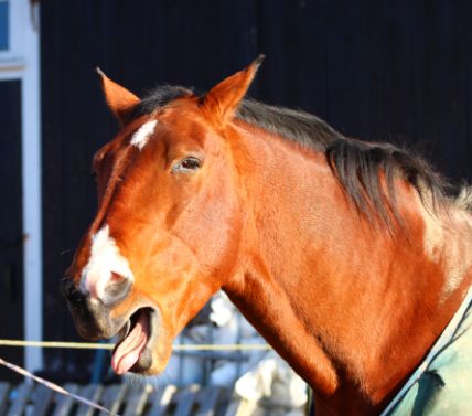 Jag är lika trött som Dacke!