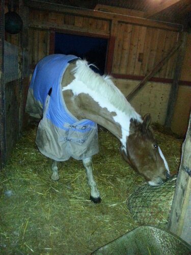 Dingo i sitt varma vintertäcke