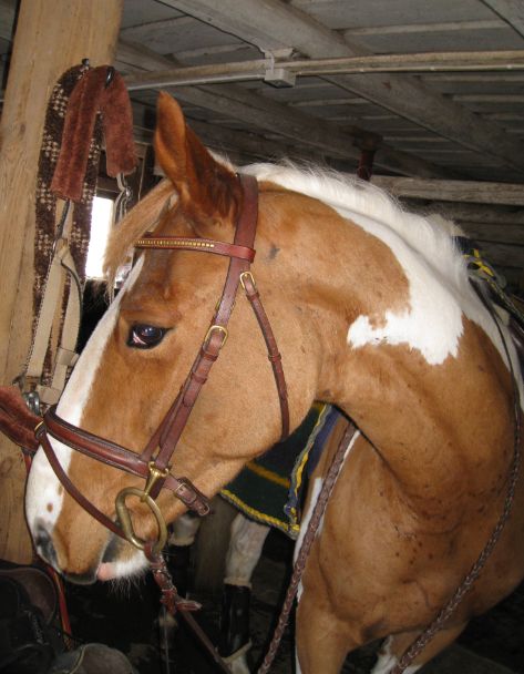 Dingo visar upp det fina Cliff Barnsby-tränset.