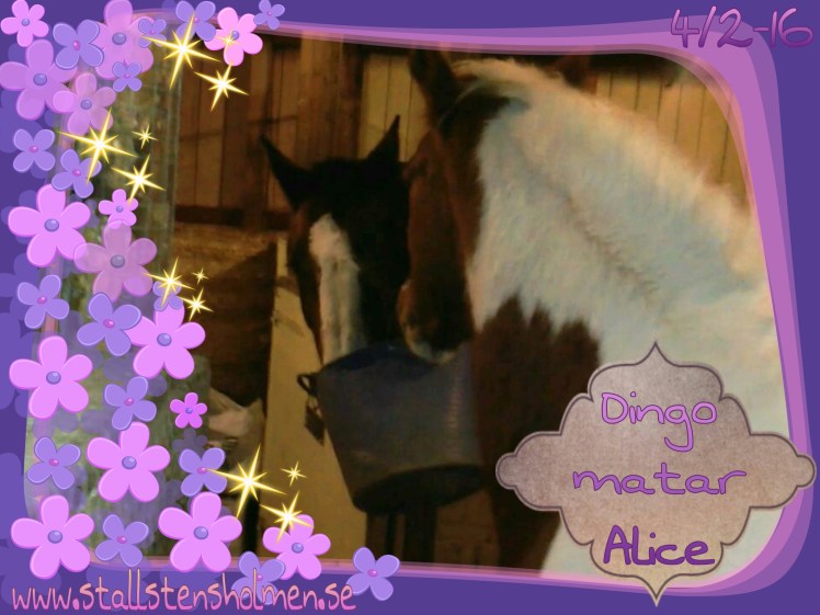 Dingo.matar.Alice.20160204