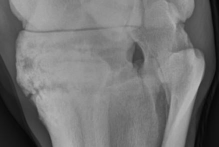 Dingo.has.spatt.20160524